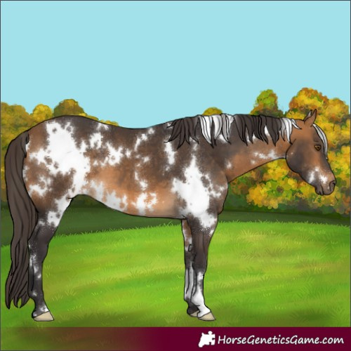 Horse Color:White Spotted Buckskin 