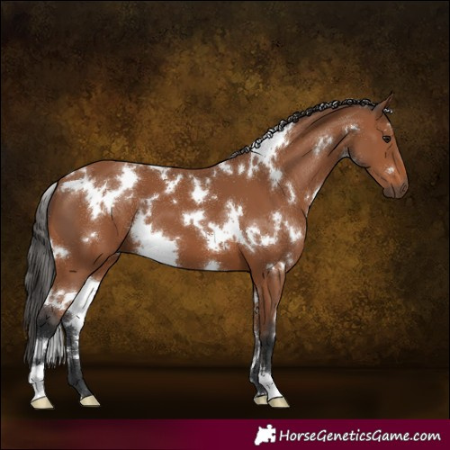 Horse Color:White Spotted Bay 