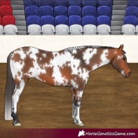 Horse Color:White Spotted Bay 