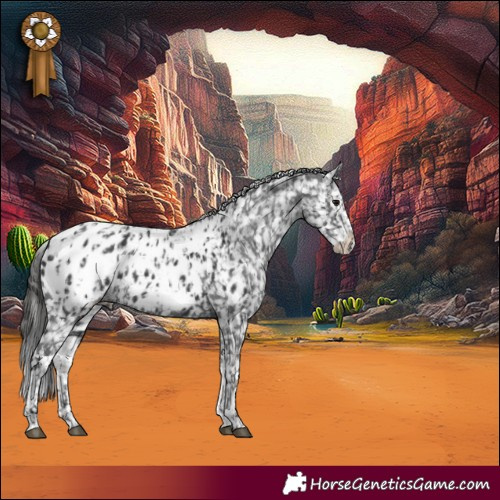Horse Color:Black Appaloosa  and Black Splash Appaloosa 
