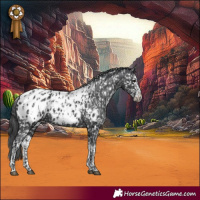 Horse Color:Black Appaloosa  and Black Splash Appaloosa 
