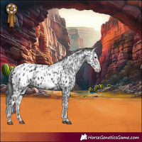 Horse Color:Black Appaloosa  and Black Splash Appaloosa 