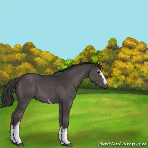Horse Color:White Spotted Smoky Black Mushroom 