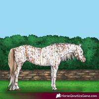 Horse Color:Chestnut Snowflake Varnish and White Spotted Chestnut Blanket 