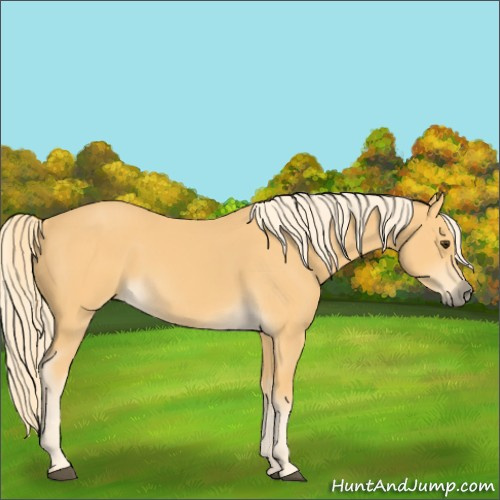 Horse Color:Palomino 