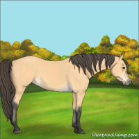 Horse Color:Buckskin 