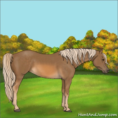 Horse Color:Chocolate Palomino 
