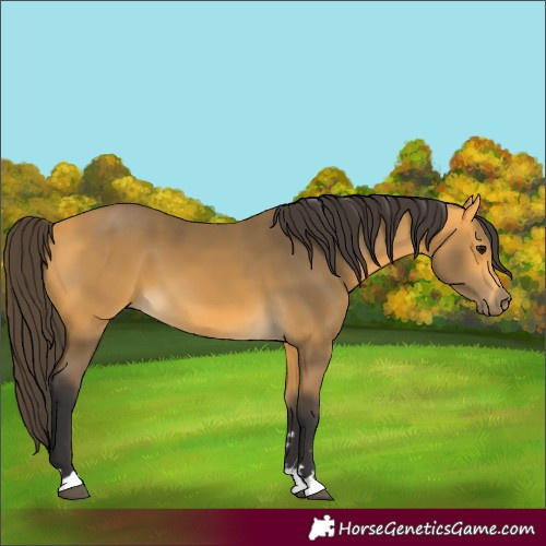 Horse Color:Buckskin 