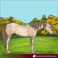 Horse Color:Buckskin Pearl 