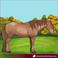 Horse Color:Brown Pearl 