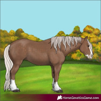 Horse Color:Silver Black Splash 