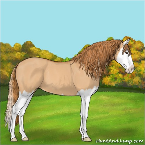 Horse Color:Red Dun Splash