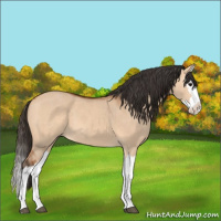 Horse Color:Bay Dun Splash 