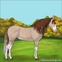 Horse Color:Red Dun Splash
