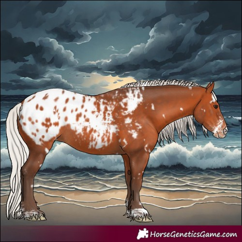 Horse Color:White Spotted Silver Bay Sabino Appaloosa Rabicano 