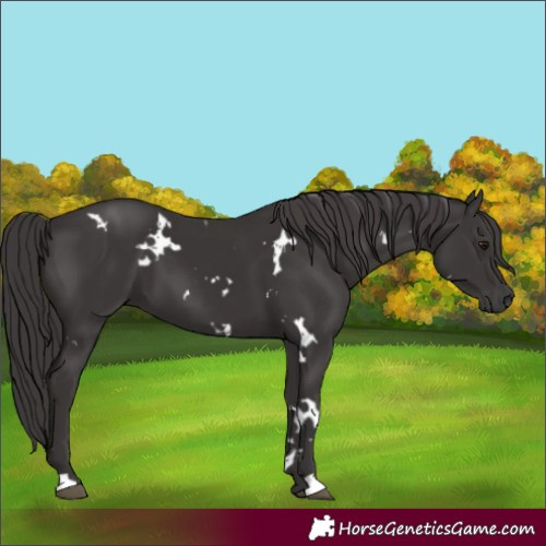 Horse Color:White Spotted Smoky Black