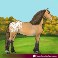 Horse Color:Buckskin Blanket 