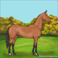 Horse Color:Bay 