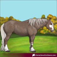 Horse Color:Silver Black 