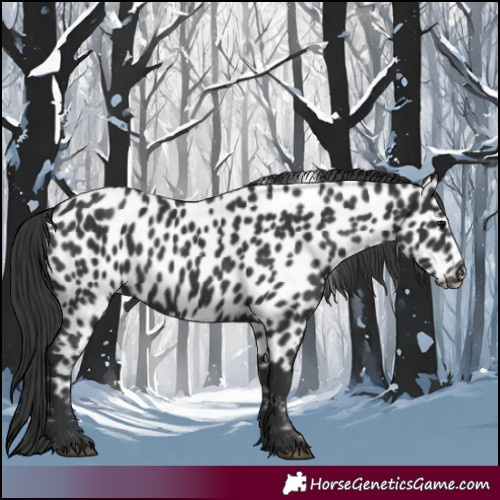 Horse Color:Black Appaloosa 