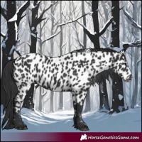 Horse Color:Black Appaloosa