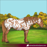 Horse Color:Chestnut Appaloosa
