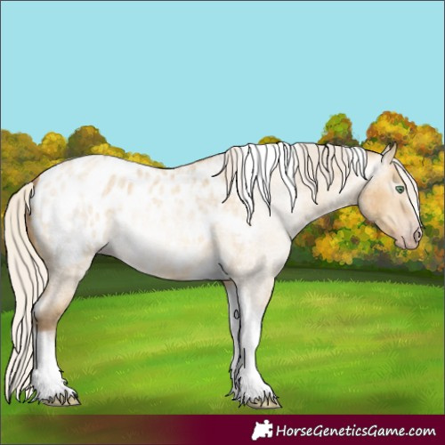 Horse Color:Gray Silver Amber Cream Champagne Roan Dun Splash Tobiano Frame Appaloosa Rabicano 
