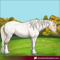 Horse Color:Gray Silver Amber Cream Champagne Roan Dun Splash Tobiano Frame Appaloosa Rabicano