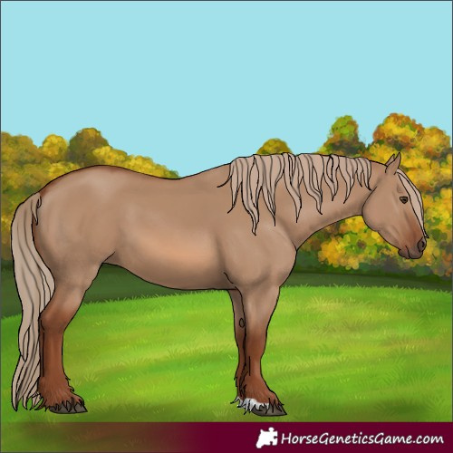 Horse Color:Red Dun 