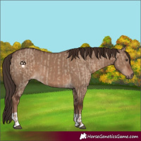 Horse Color:Liver Red Dun  and Liver Red Dun 