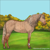Horse Color:Red Dun  and Red Dun 