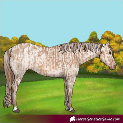 Horse Color:Red Dun  and Red Dun Appaloosa 