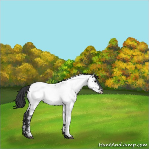 Horse Color:Unknown 