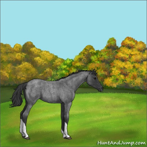 Horse Color:Unknown 