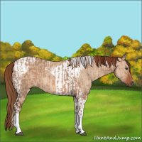 Horse Color:Red Dun Tobiano  and Red Dun Tobiano 