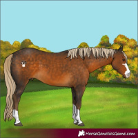 Horse Color:Chocolate Palomino 