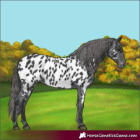 Horse Color:Black Appaloosa