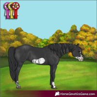 Horse Color:Black  and Black Frame 