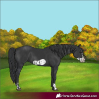Horse Color:Black and Black Frame