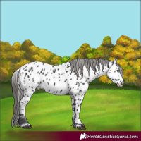 Horse Color:Black Appaloosa