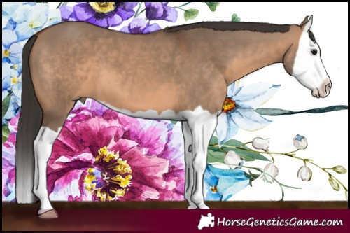 Horse Color:Brown Dun Splash 