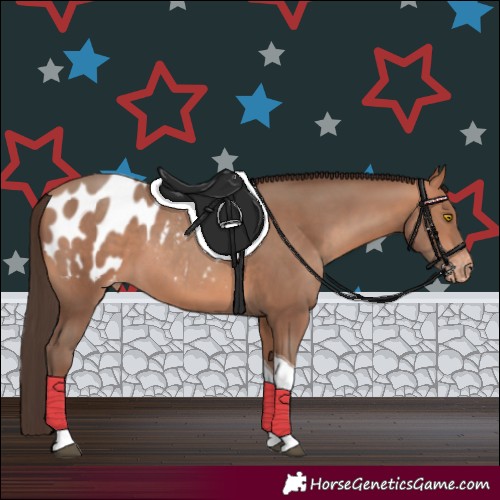 Horse Color:Amber Champagne Tobiano Appaloosa 