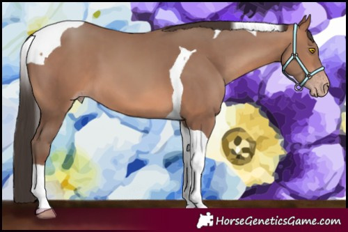 Horse Color:Sable Champagne Tobiano 