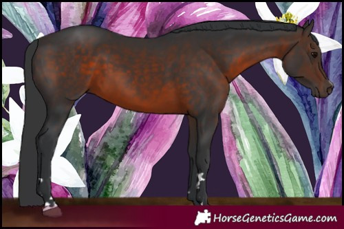 Horse Color:Brown 