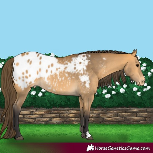 Horse Color:Buckskin Appaloosa 