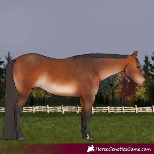 Horse Color:Bay Rabicano 