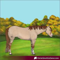 Horse Color:Red Dun and Red Dun Splash