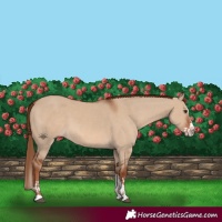 Horse Color:Red Dun  and Red Dun Splash 
