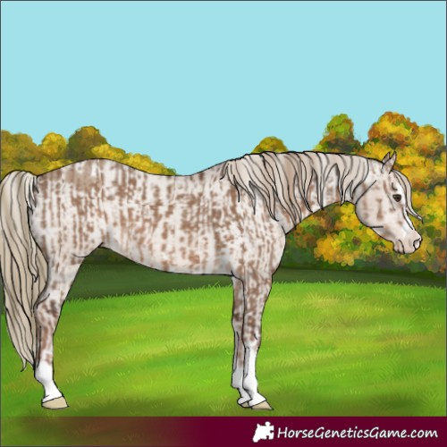 Horse Color:Liver Red Dun and Liver Red Dun Blanket