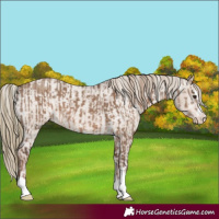 Horse Color:Liver Red Dun and Liver Red Dun Appaloosa
